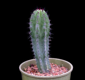 Stenocereus pruinosus, Gray Ghost Organ Pipe, cactus, succulent, live plant