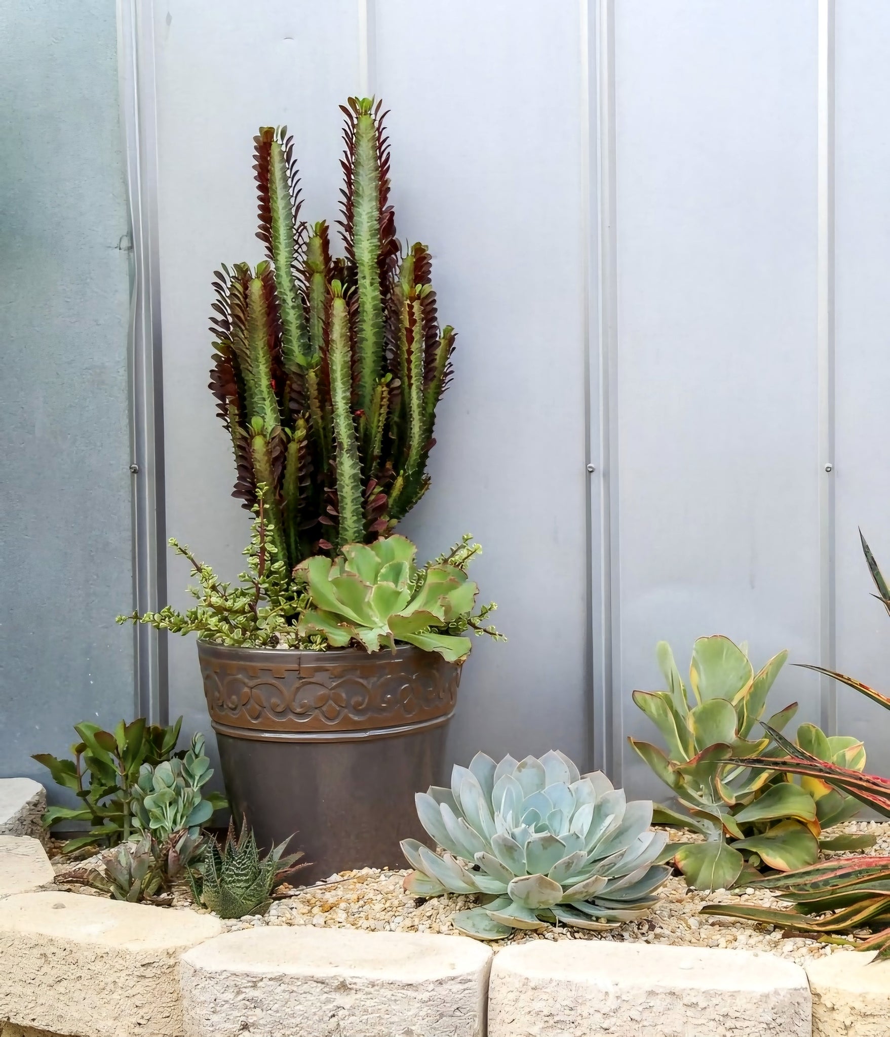 giant succulent tree African Milk Tree – Euphorbia trigona Rubra or Green Live Succulent, T – Desert Noir
