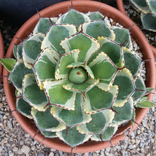 Load image into Gallery viewer, Dwarf Butterfly Agave, Agave potatorum, Kichiokan variegata
