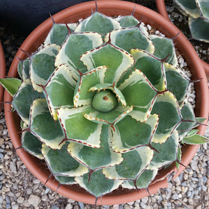 Dwarf Butterfly Agave, Agave potatorum, Kichiokan variegata