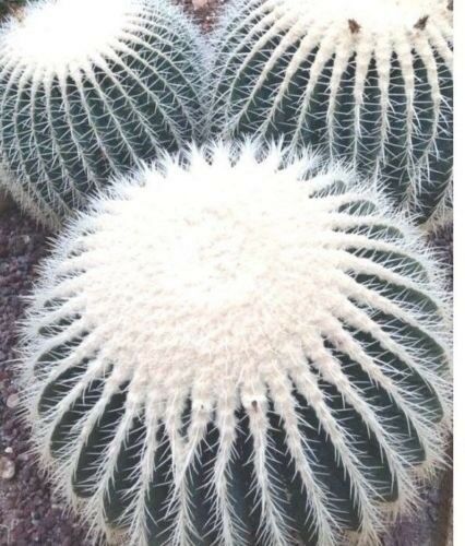 Silver Barrel Cactus, Echinocactus grusonii, Live Plant, cactus, succu –  Desert Noir