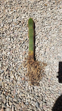 Load image into Gallery viewer, Golden Torch Cactus, Echinopsis Spachiana, Gold Torch, Cactus, Succulent, Live plant
