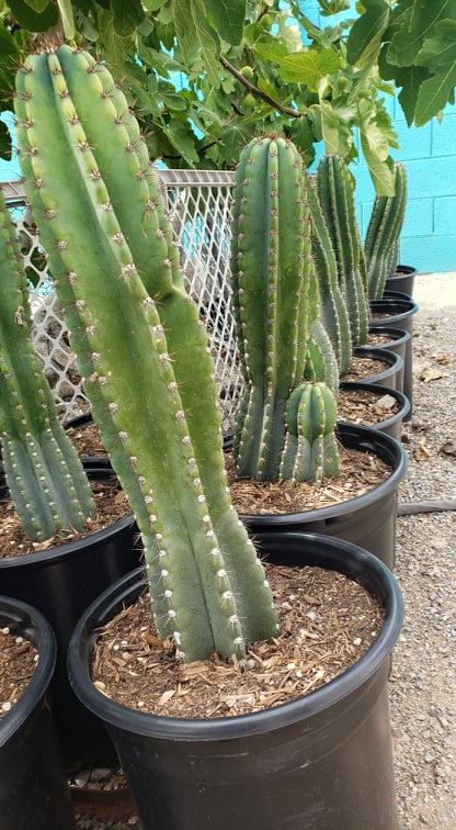 peruvian succulents Peruvian Apple Cactus, Cereus Repandus, Cactus, Succulent, Live plant – Desert Noir