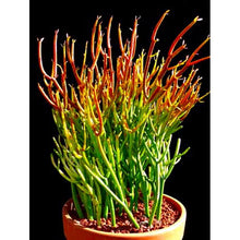 Load image into Gallery viewer, Firestick plant, pencil cactus, Euphorbia tirucalli, Firestick cactus, cactus, succulent
