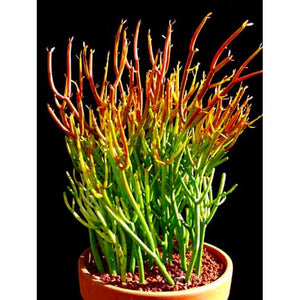 stick like succulent plant Firestick plant, pencil cactus, Euphorbia tirucalli, Firestick cactus, – Desert Noir