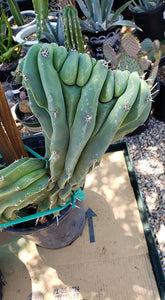 Crested Blue Candle, myrtillocactus geometrizans cristata, Crested Blue Flame, Crested Blue Myrtle, Live plant, cactus, succulent