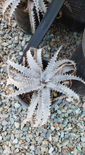 Load image into Gallery viewer, Grand Marnier Dyckia, lapostollei, White Dyckia, cactus, succulent, live plant
