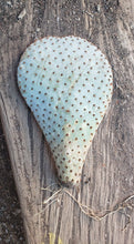 Load image into Gallery viewer, Beavertail cactus, Beavertail prickly pear, Opuntia basilaris
