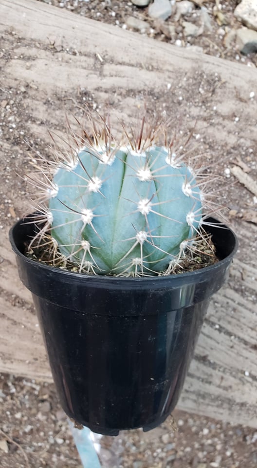 Blue golden barrel cactus, Ferocactus glaucescens, blue barre