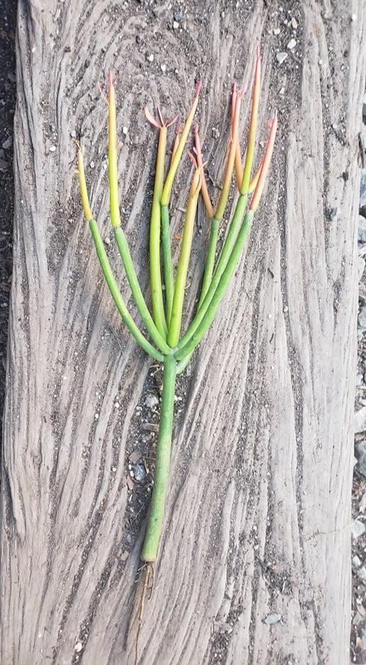 stick like succulent Firestick plant, pencil cactus, Euphorbia tirucalli, Firestick cactus, – Desert Noir