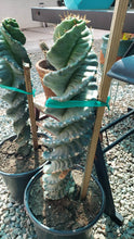 Load image into Gallery viewer, Spiral Cactus, Forbesii Spiralis, Cereus hildmannianus f. tortuosus,
