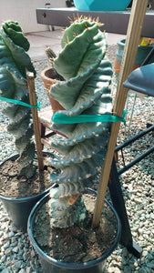 Spiral Cactus, Forbesii Spiralis, Cereus hildmannianus f. tortuosus,