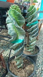 Spiral Cactus, Forbesii Spiralis, Cereus hildmannianus f. tortuosus,