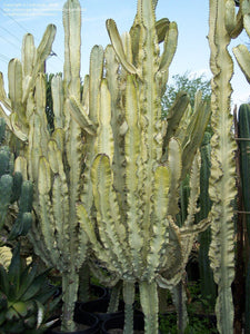 African Golden Candelabra, Euphorbia ammak