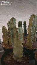 Load and play video in Gallery viewer, African Golden Candelabra, Euphorbia ammak
