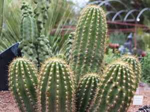 Argentine Giant Cactus, Echinopsis candicans