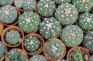 Astrophytum asterias cactus