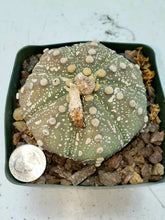Load image into Gallery viewer, Astrophytum asterias cactus
