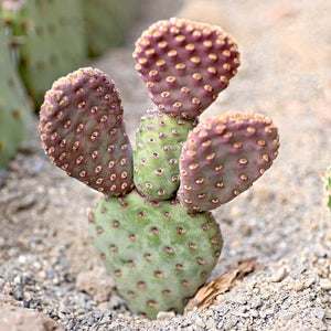 Baby Beaver Tails, Opuntia basilaris 'Caudata'