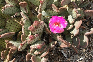 Baby Beaver Tails, Opuntia basilaris 'Caudata'