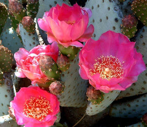 Baby Beaver Tails, Opuntia basilaris 'Caudata'