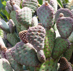 Baby Beaver Tails, Opuntia basilaris 'Caudata'