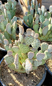 Baby Beaver Tails, Opuntia basilaris 'Caudata'