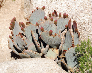 Beavertail cactus, Beavertail prickly pear, Opuntia basilaris