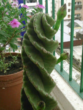 Load image into Gallery viewer, Spiral Cactus, Forbesii Spiralis, Cereus hildmannianus f. tortuosus,
