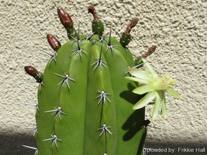 Polaskia Chichipe, Cactus, Succulent, Live plant