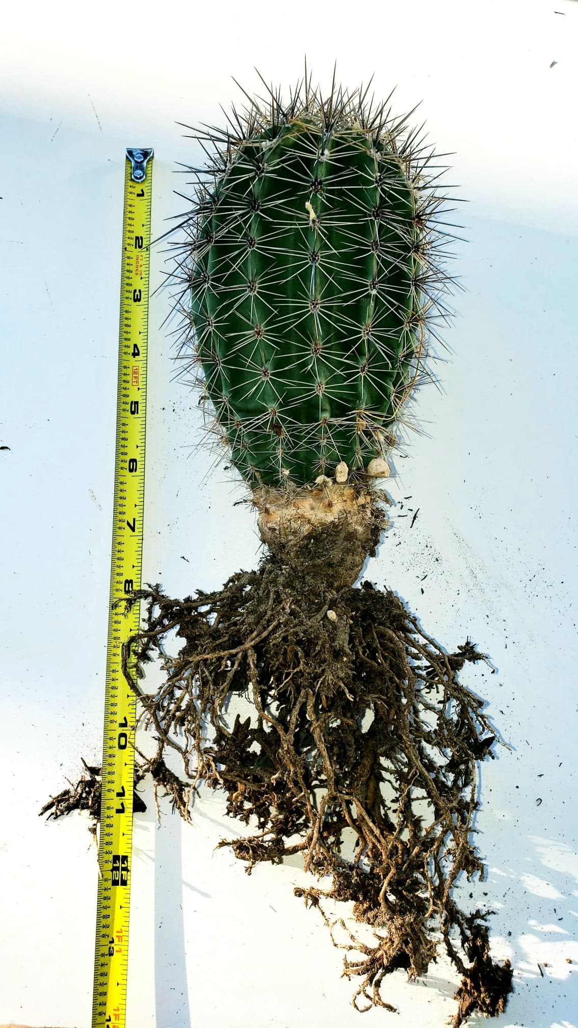 saguaro cactus succulent Giant Saguaro Cactus – Carnegiea gigantea Live Cactus Plant, Rare Colu – Desert Noir