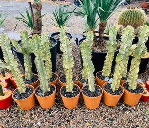 African Golden Candelabra, Euphorbia ammak