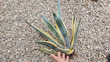 Load image into Gallery viewer, Agave Americana, Marginata, Variegated, Century Plant

