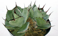 Load image into Gallery viewer, Artichoke Agave, Agave parryi var. truncata

