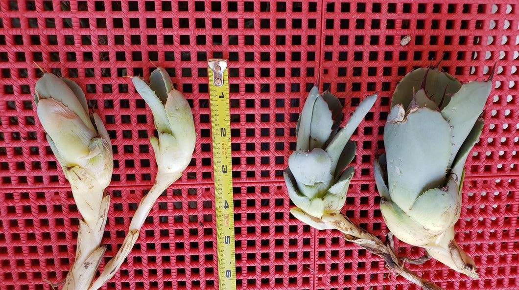 Artichoke Agave, Agave parryi var. truncata