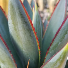 Load image into Gallery viewer, Blue Glow Agave, A. attenuata x A. ocahui, live plant
