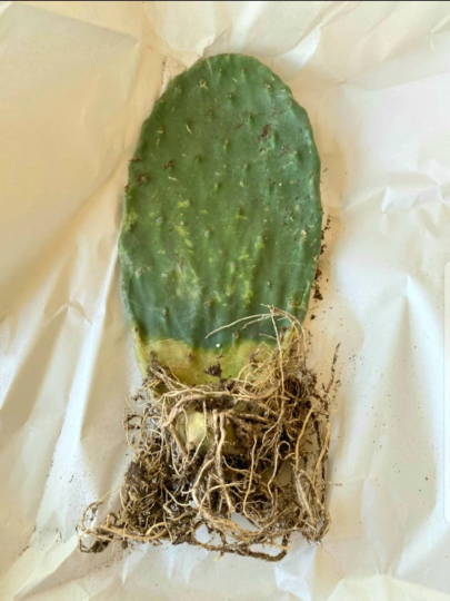 prickly pear cactus rot Nopal, Opuntia, prickly pear, cactus – Desert Noir