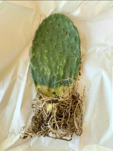 Load image into Gallery viewer, Nopal, Opuntia, prickly pear, cactus
