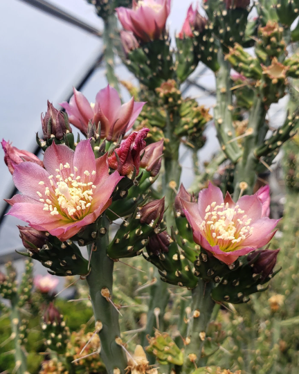 pencil cactus fruit Pencil Cholla, Cylindropuntia ramosissima, cactus, succulent – Desert Noir
