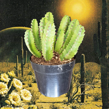 Load image into Gallery viewer, Resin Spurge, Euphorbia Resinifera, cactus, succulent
