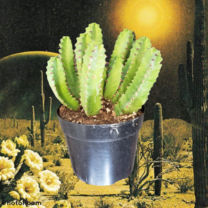 Resin Spurge, Euphorbia Resinifera, cactus, succulent