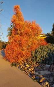 Firestick plant, pencil cactus, Euphorbia tirucalli, Firestick cactus, cactus, succulent