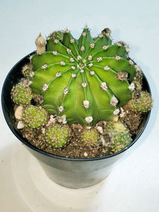 Easter Lilly Cactus, Echinopsis oxygona, cactus flower, cactus, succulent, live plant