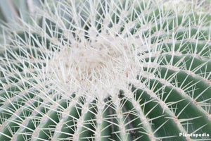 Silver Barrel Cactus, Echinocactus grusonii, Live Plant, cactus, succulent