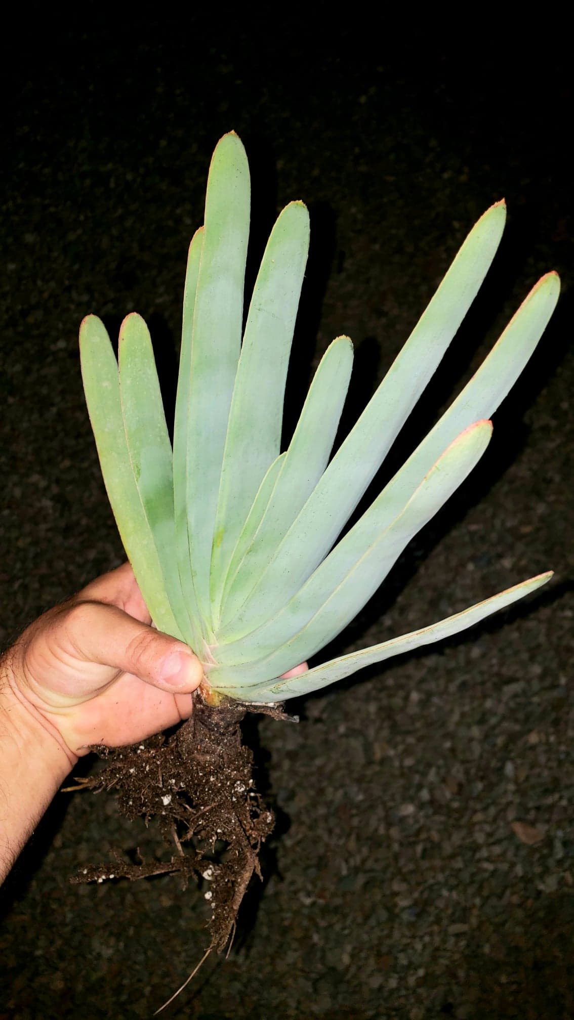 fan succulent plant Fan-Aloe, Kumara plicatilis, Aloe plicatilis, Succulent, Aloe, Cactus, – Desert Noir