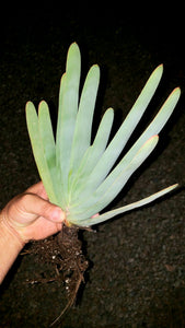fan like succulent Fan-Aloe, Kumara plicatilis, Aloe plicatilis, Succulent, Aloe, Cactus, – Desert Noir