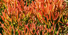 Load image into Gallery viewer, Firestick plant, pencil cactus, Euphorbia tirucalli, Firestick cactus, cactus, succulent
