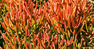 Firestick plant, pencil cactus, Euphorbia tirucalli, Firestick cactus, cactus, succulent