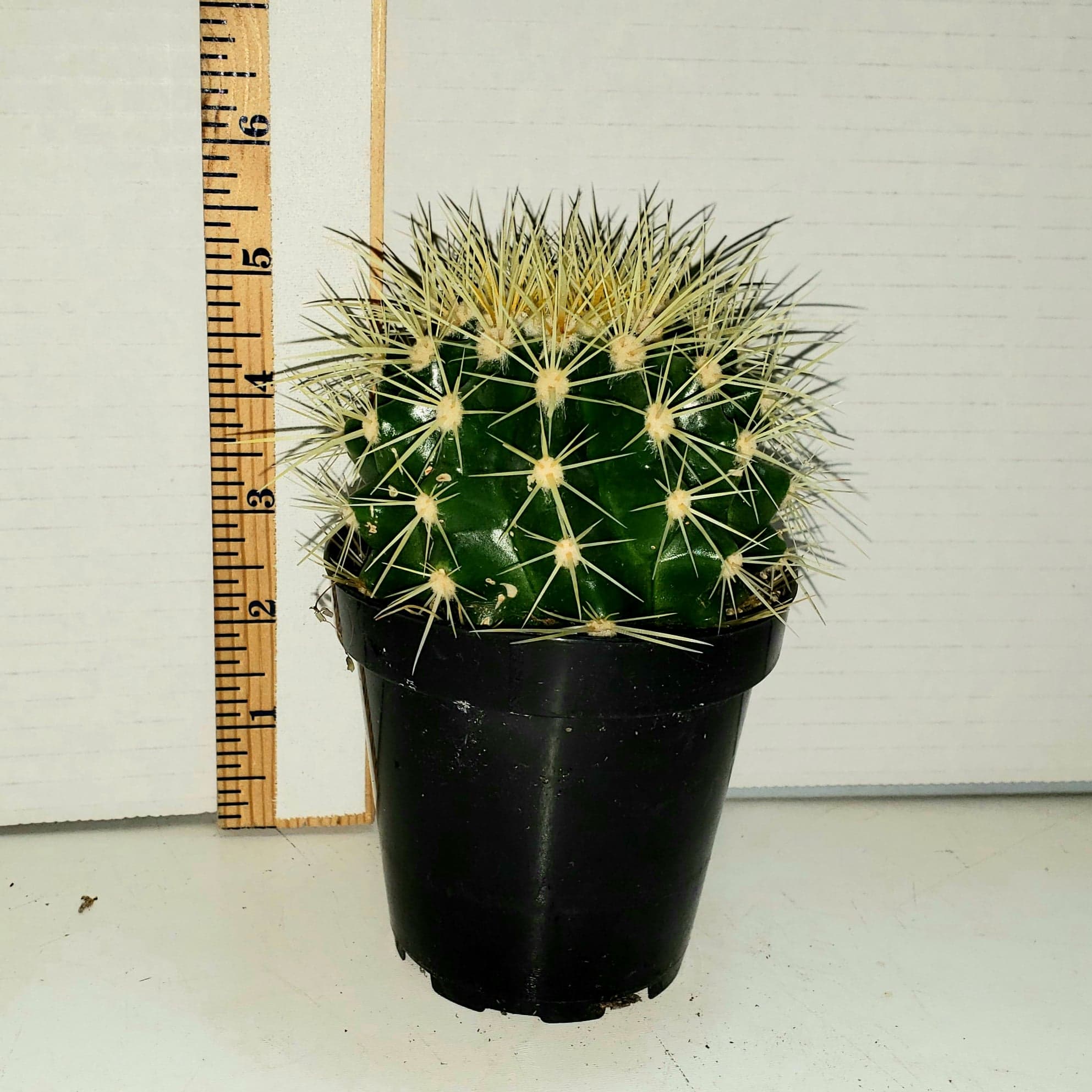 golden barrel succulent Golden Barrel Cactus
