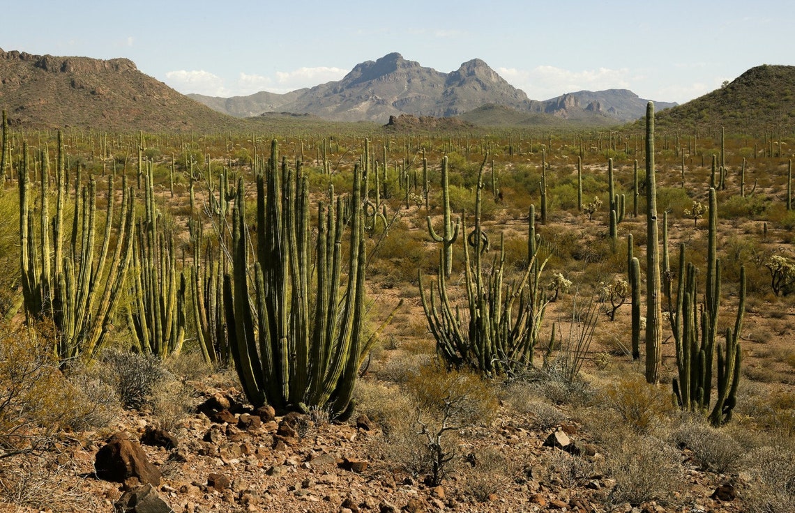 where can i get cactus soil Sonoran Soil, Organic Cactus Soil, cactus, succulent – Desert Noir
